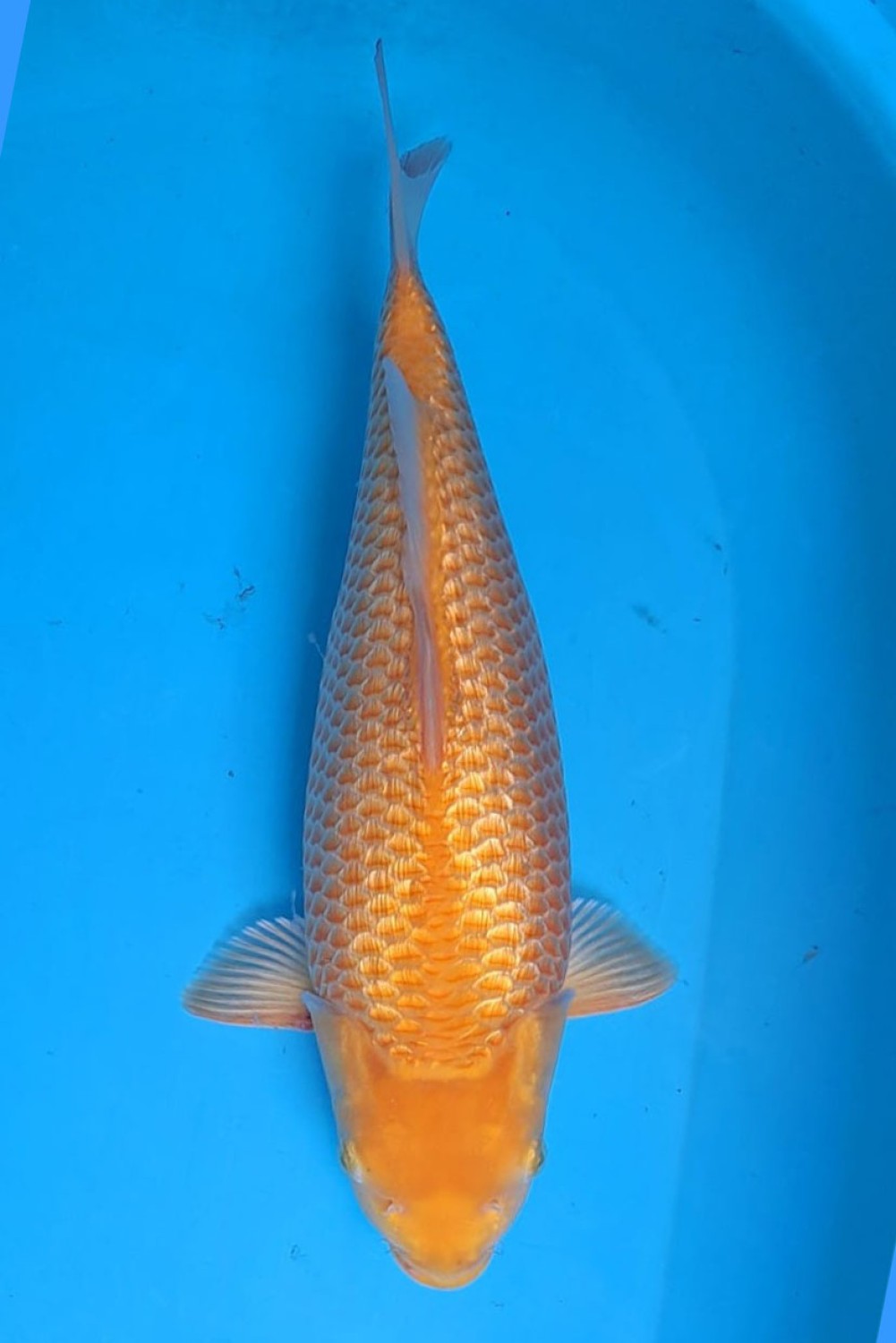 Juara 4