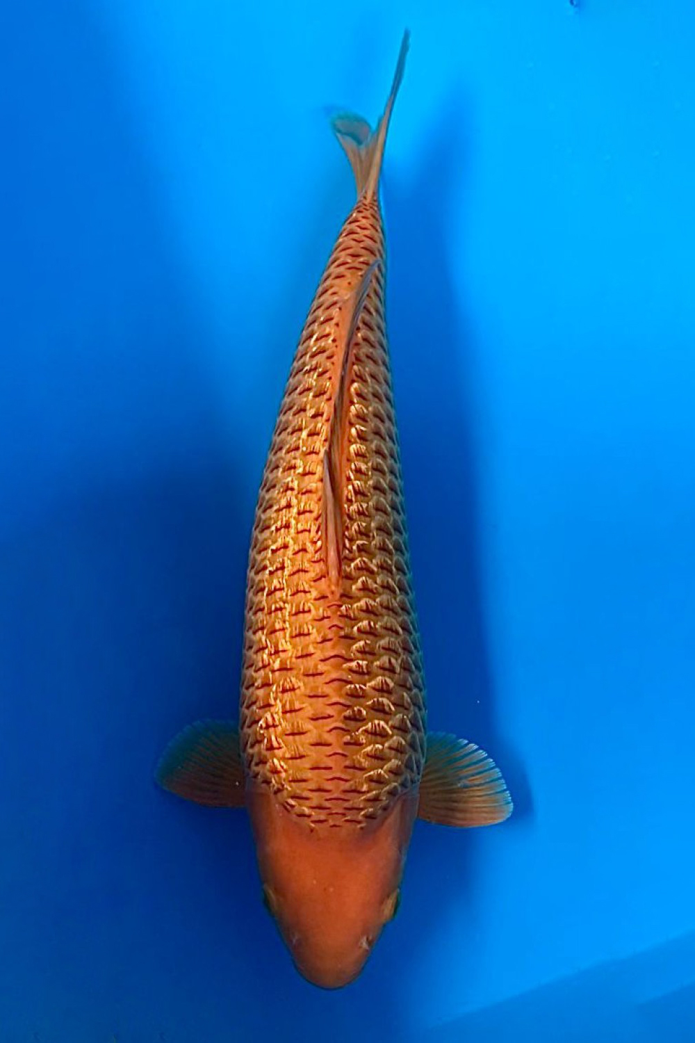 Juara 3