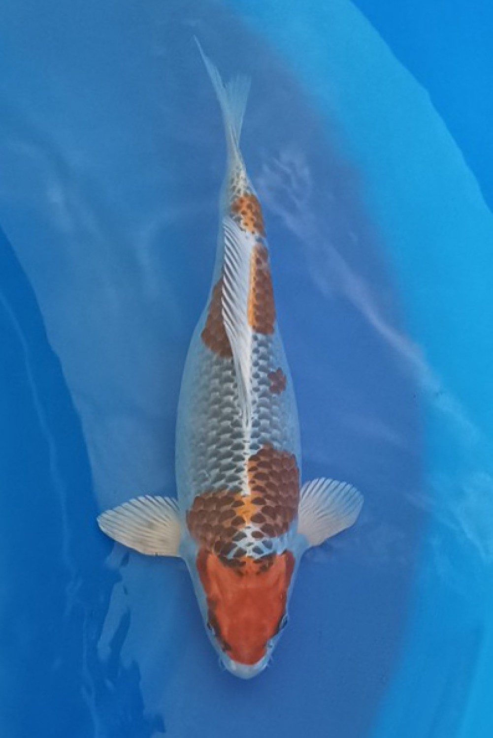 Juara 3