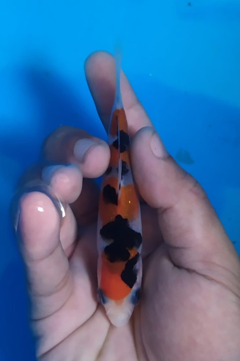Juara 1