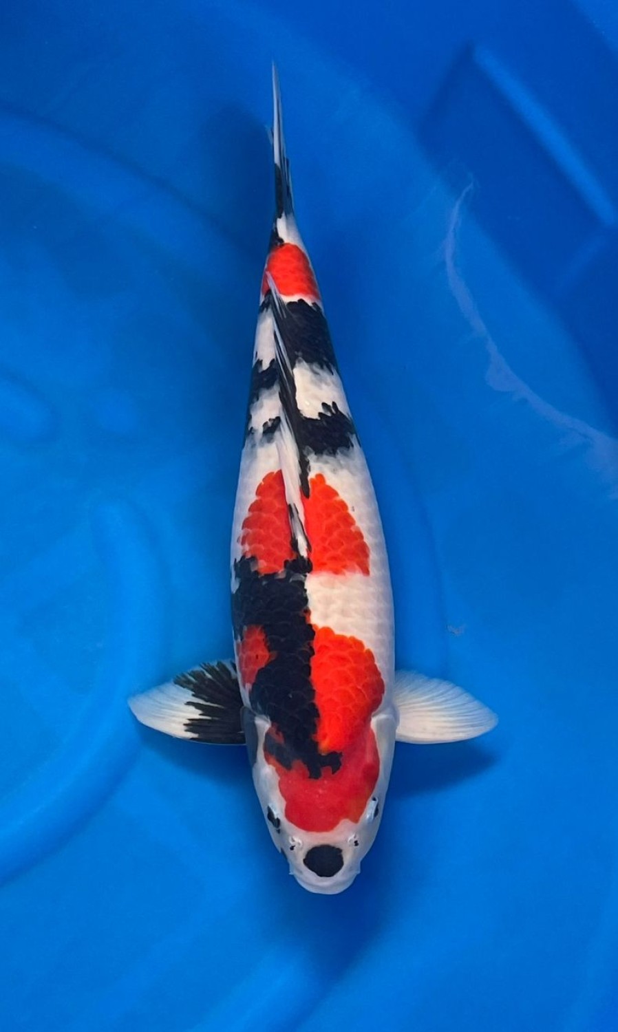 Juara 1