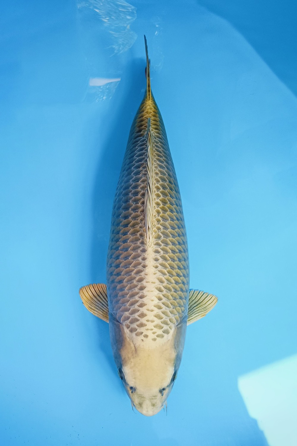Juara 1