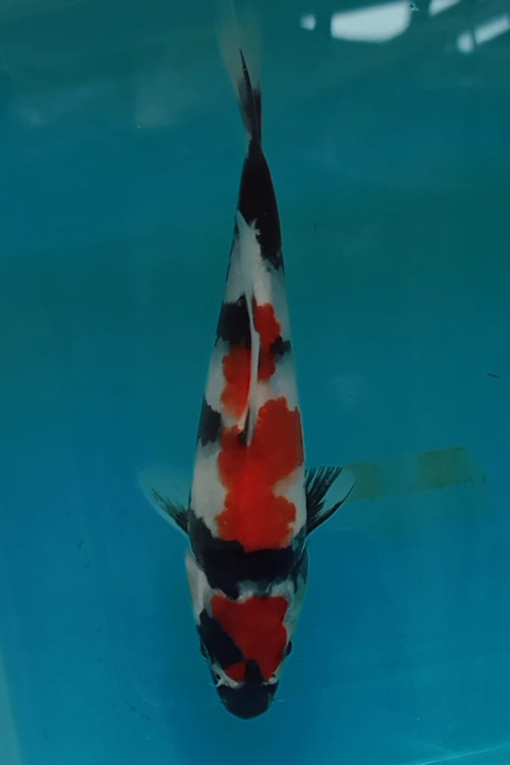 Juara 5