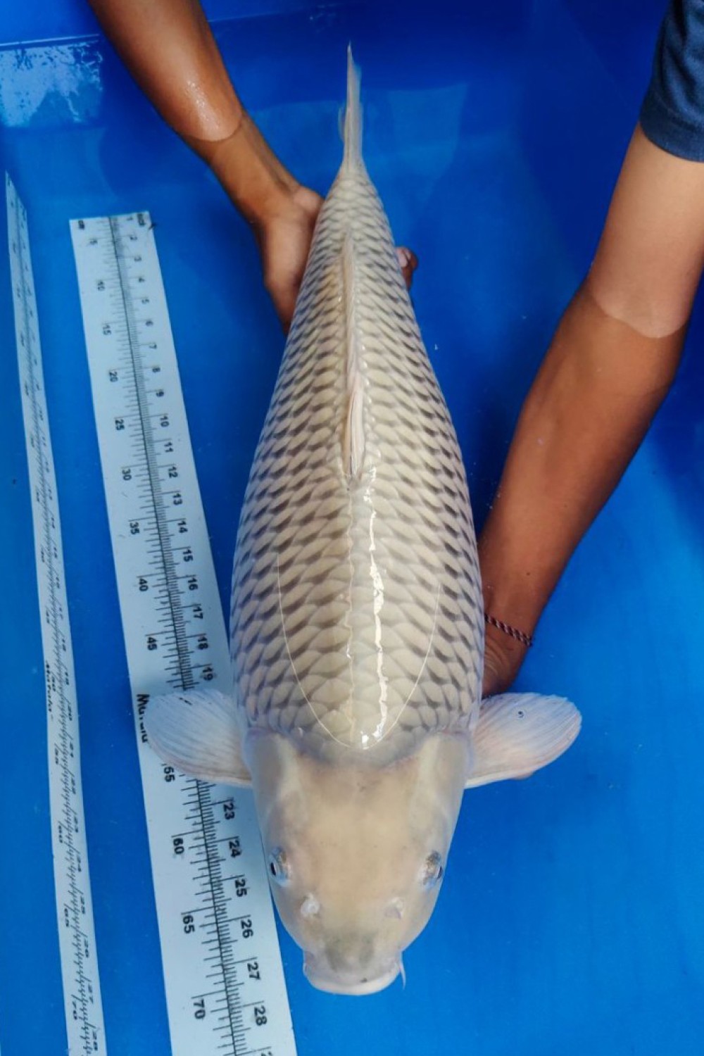 E. Kamboja Prize 66 - 70 cm