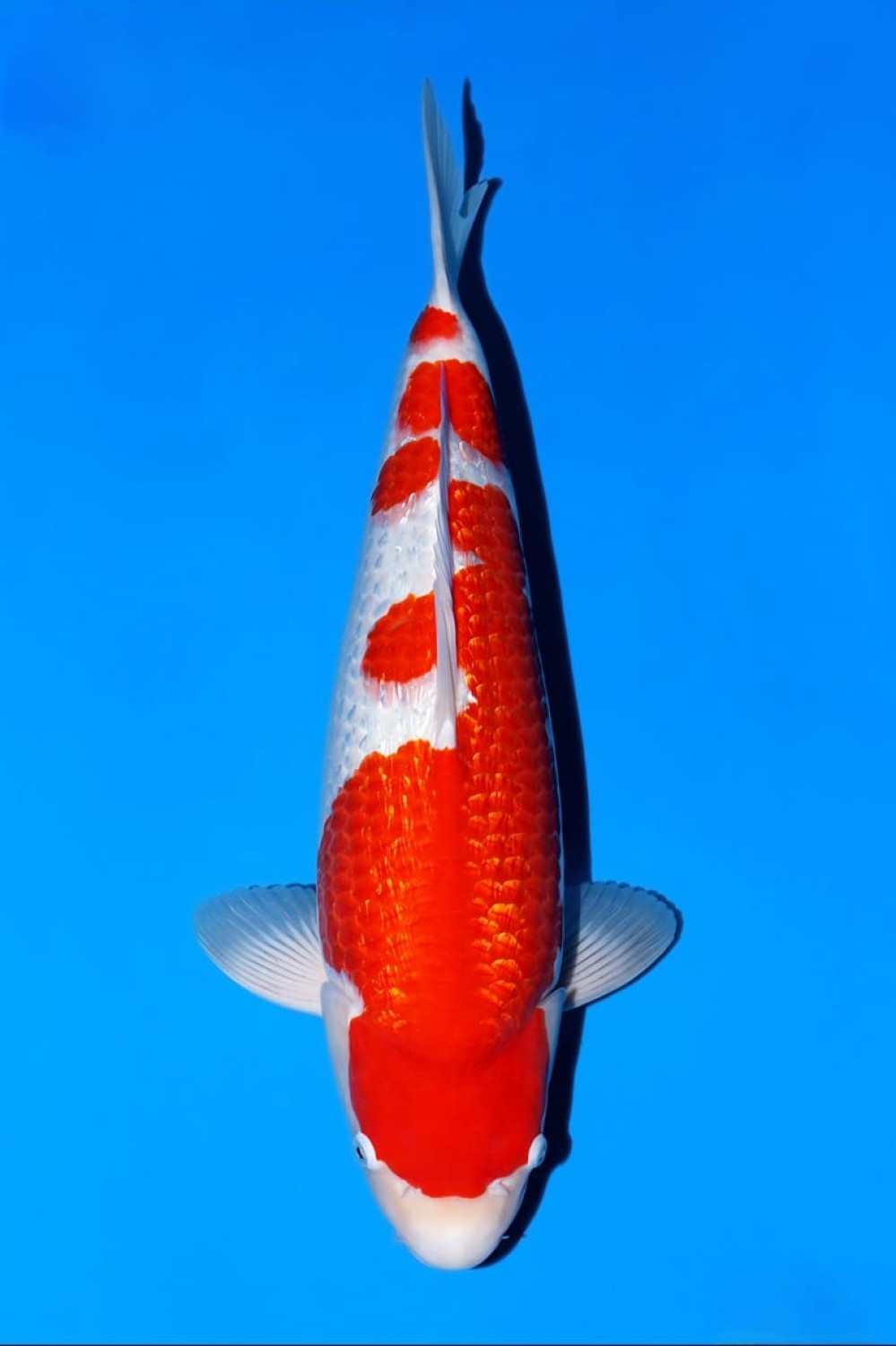 B. Melati Prize 56 - 60 cm