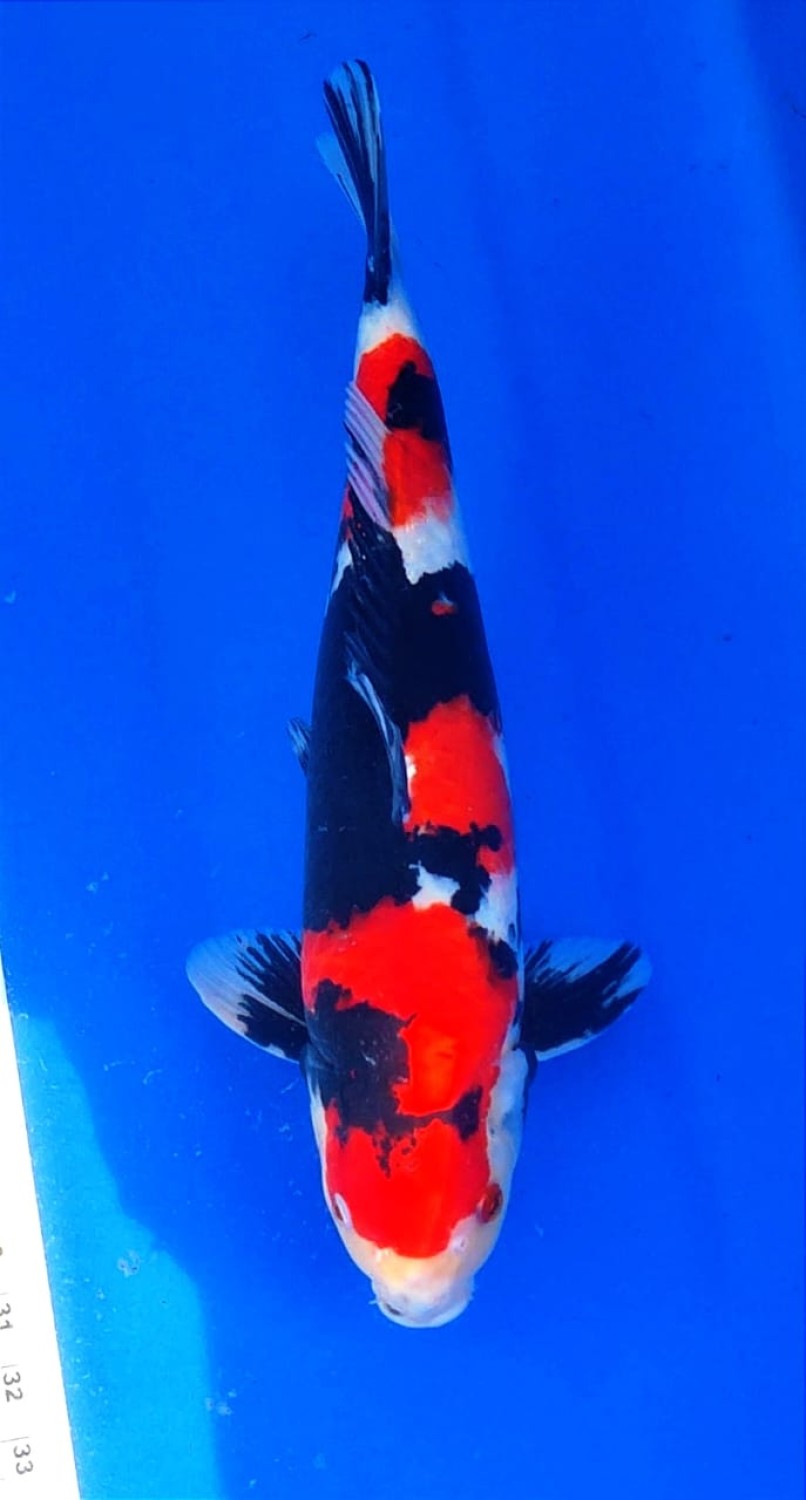 Juara 4