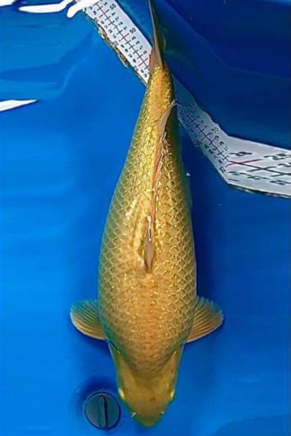 Juara 3