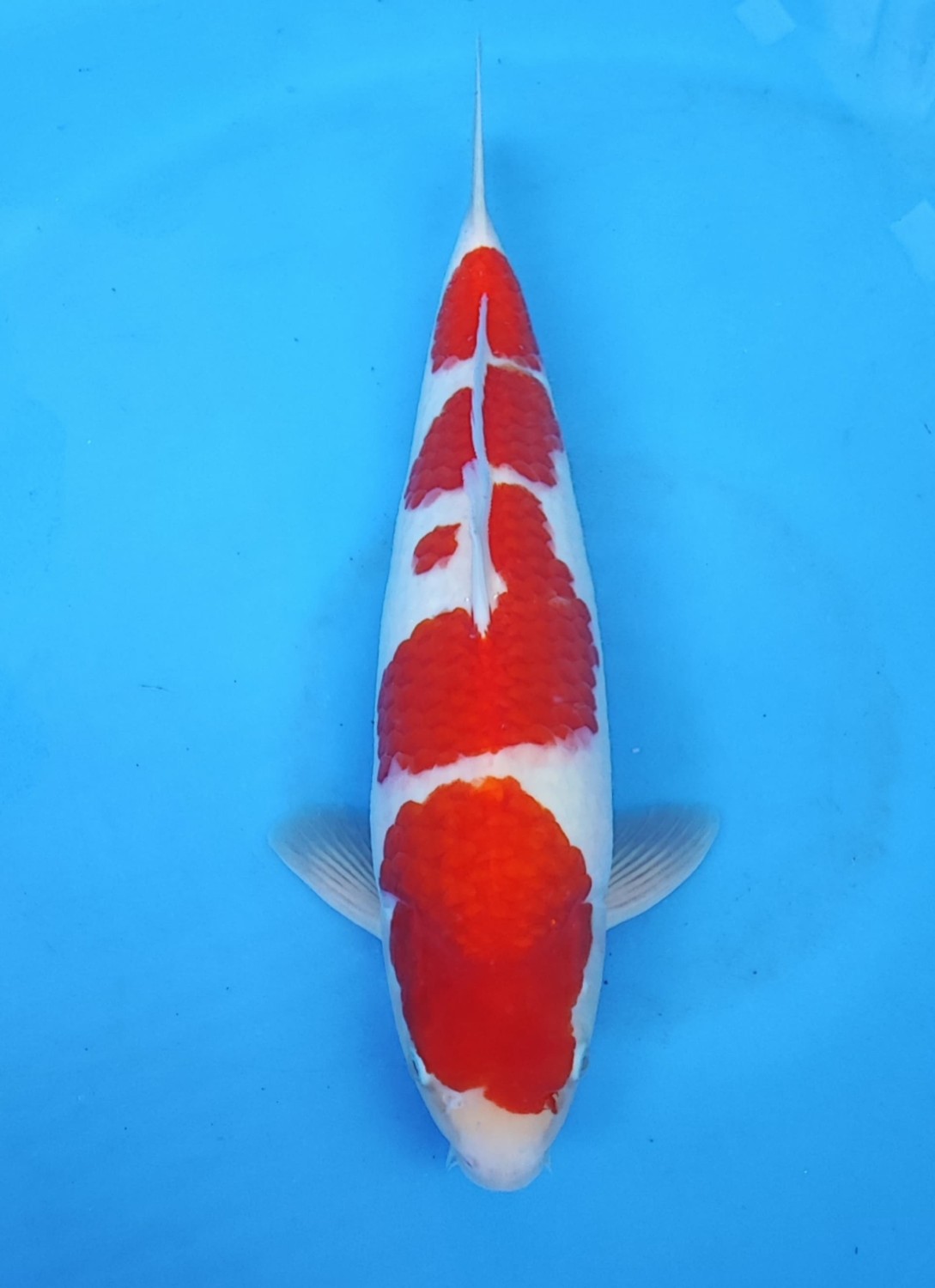 Juara 2