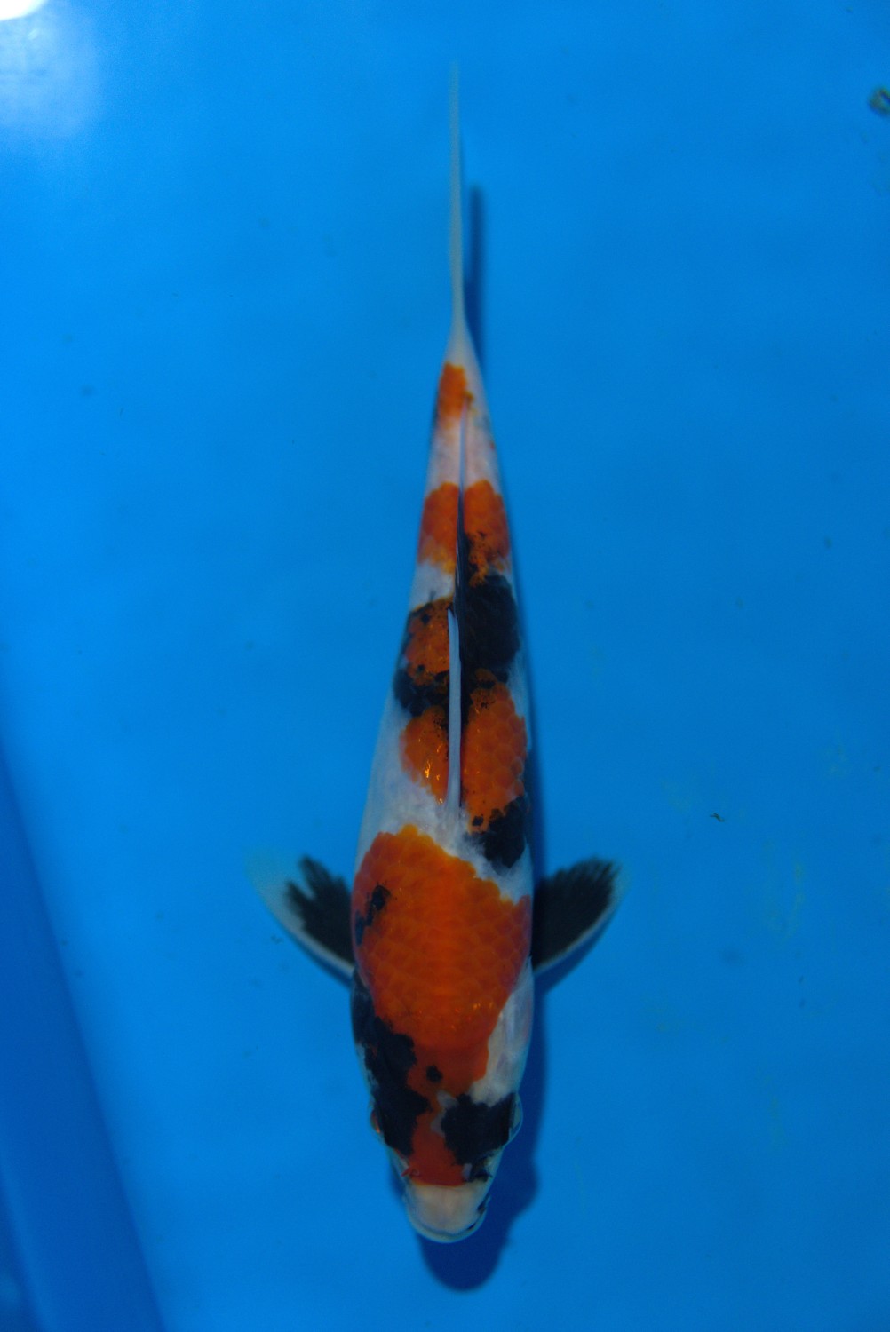 Juara 4