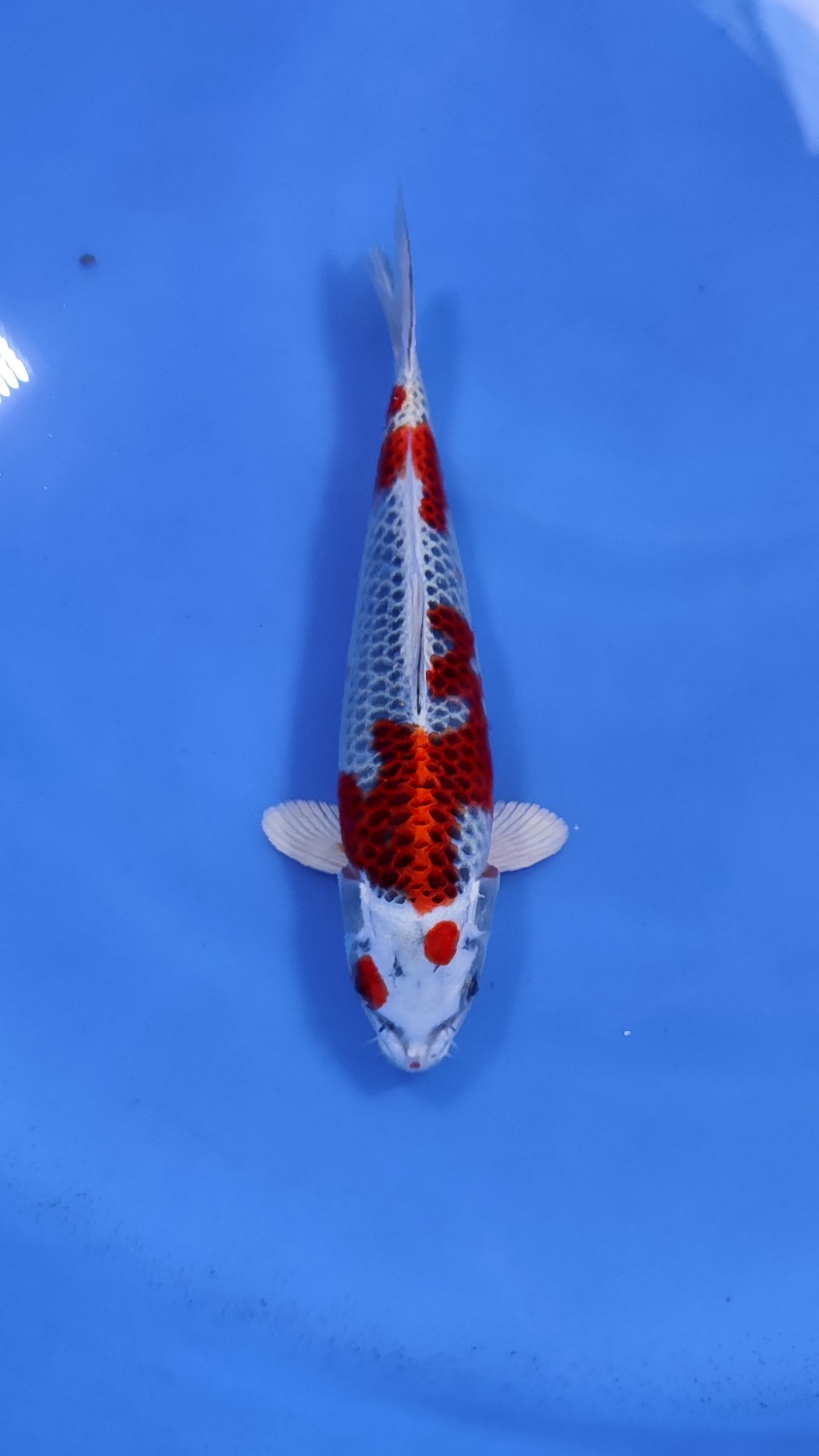 Juara 5