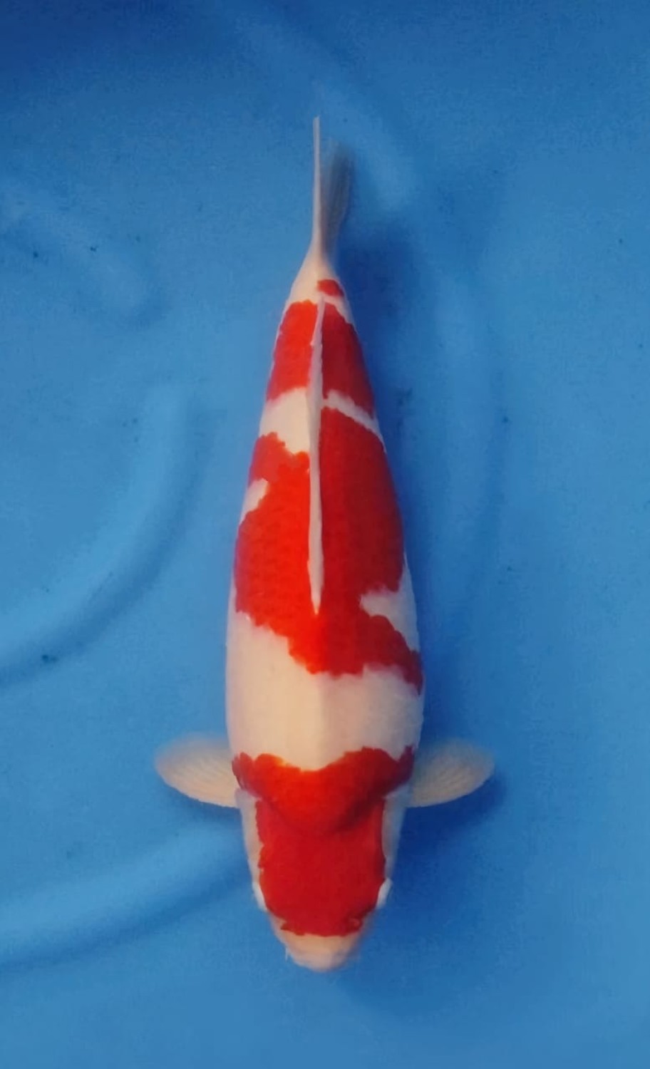Juara 3