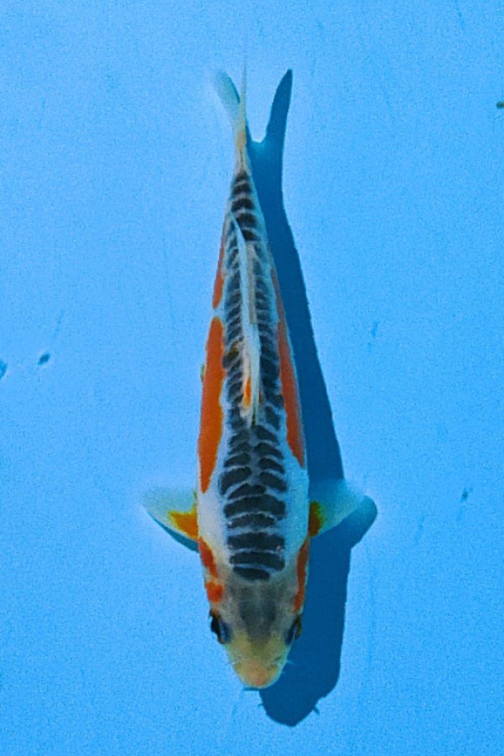 Juara 2