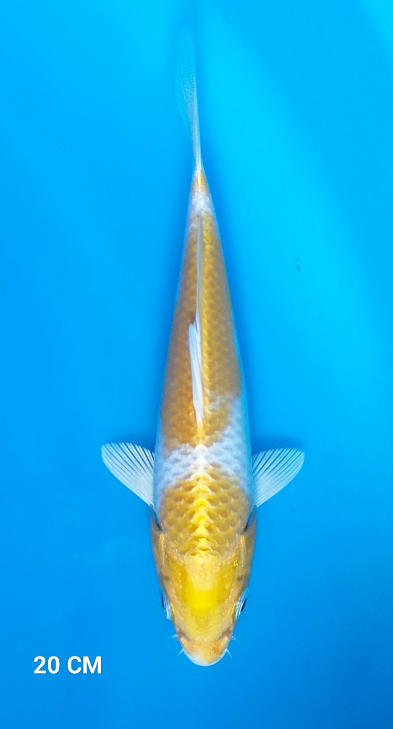 Juara 2