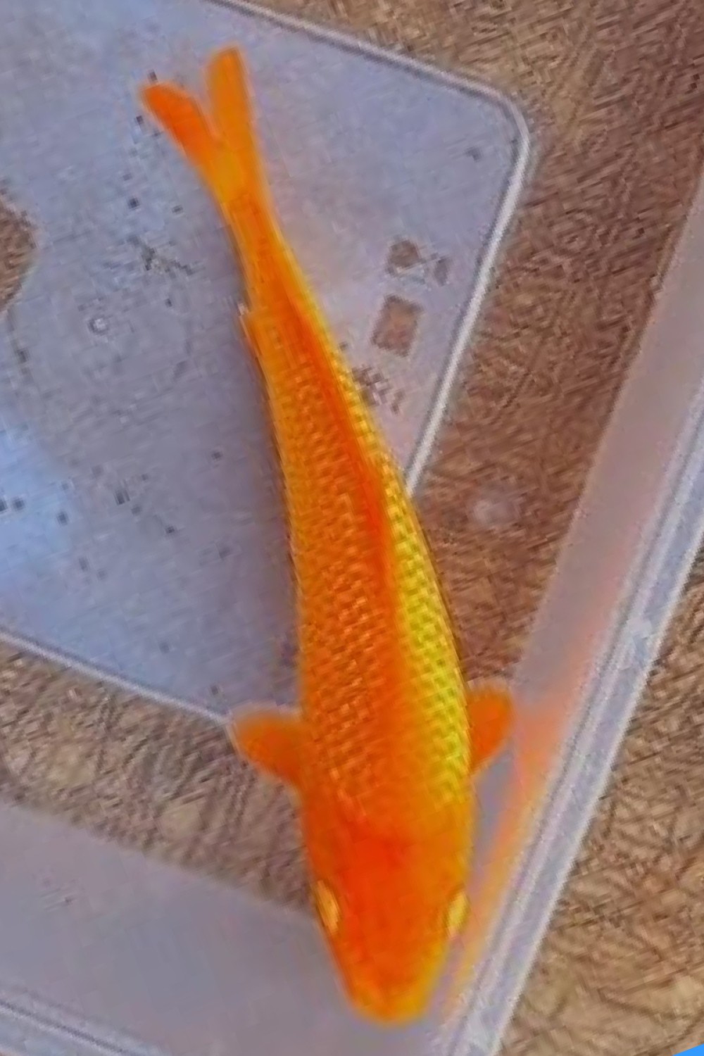 E. Kamboja Prize 13 - 15 cm