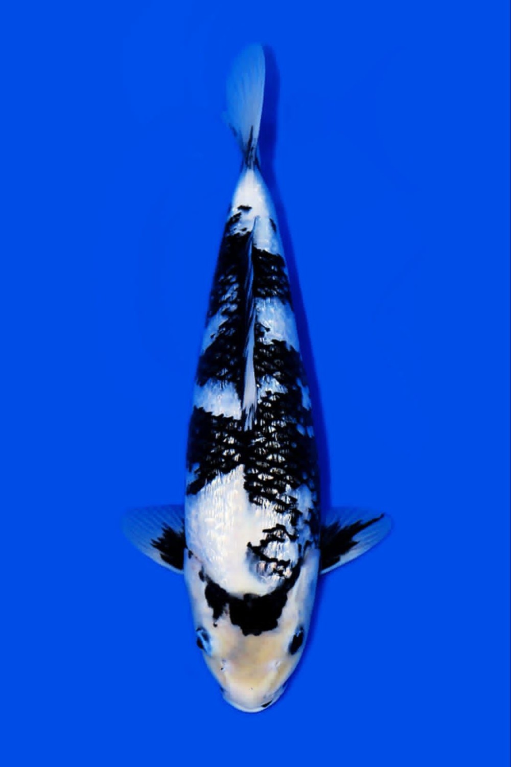 Juara 5