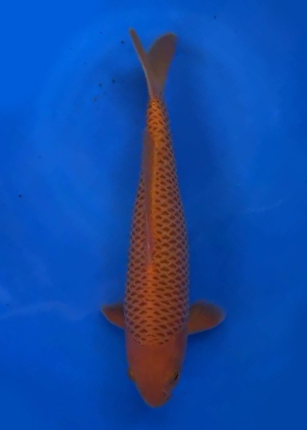 Juara 1