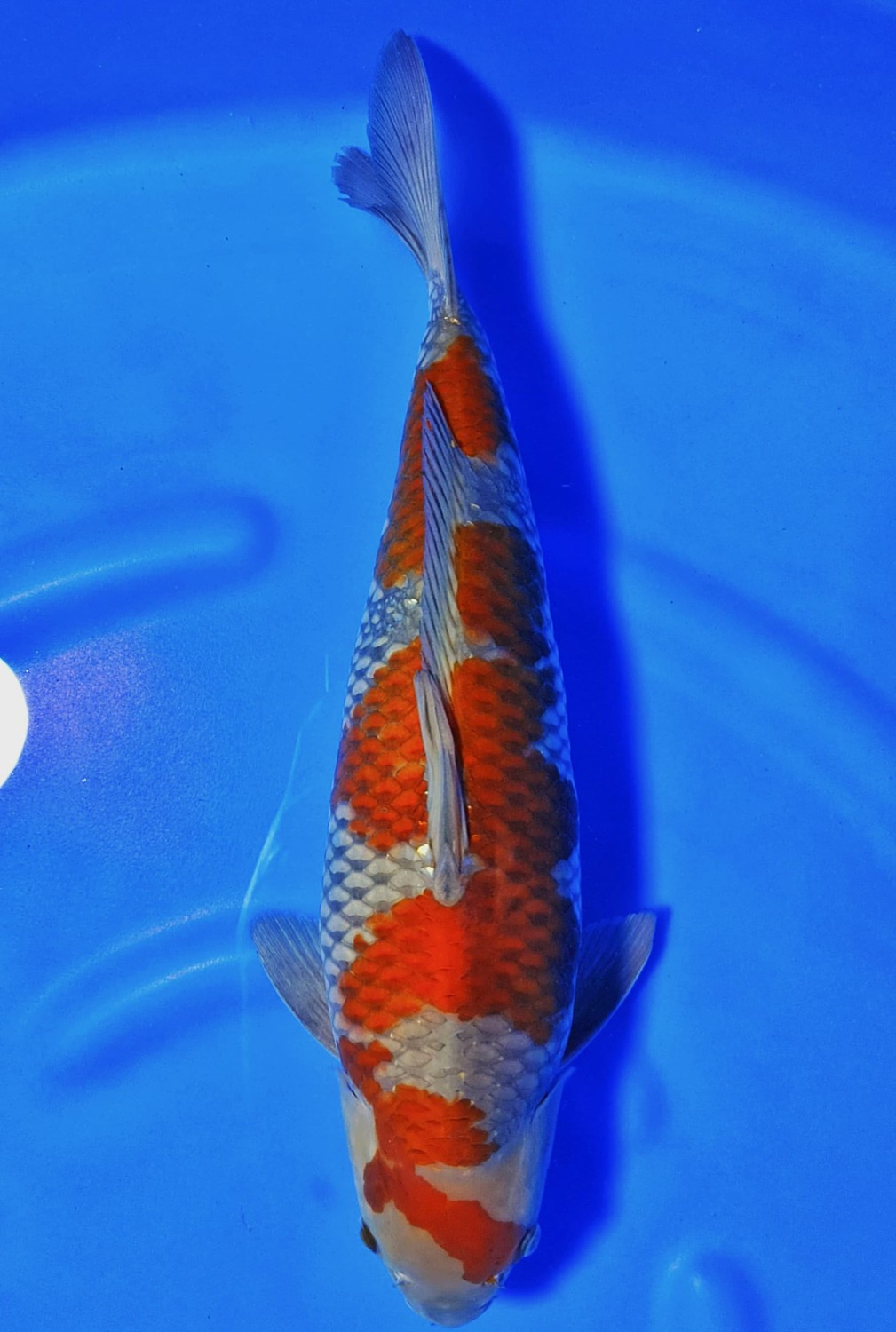 Juara 3