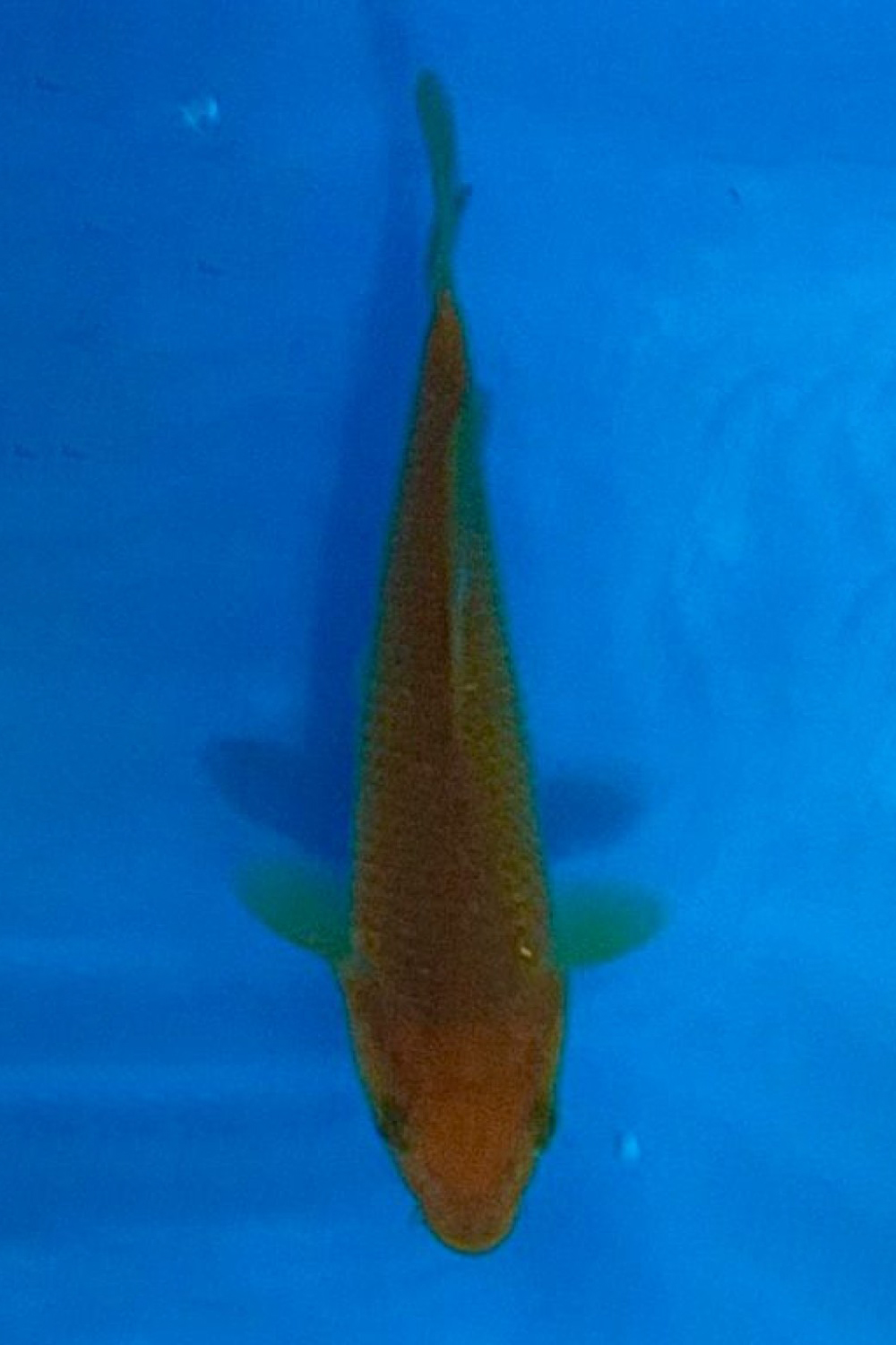 Juara 5