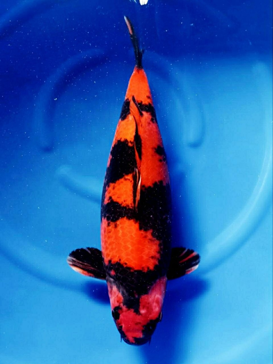 Juara 2