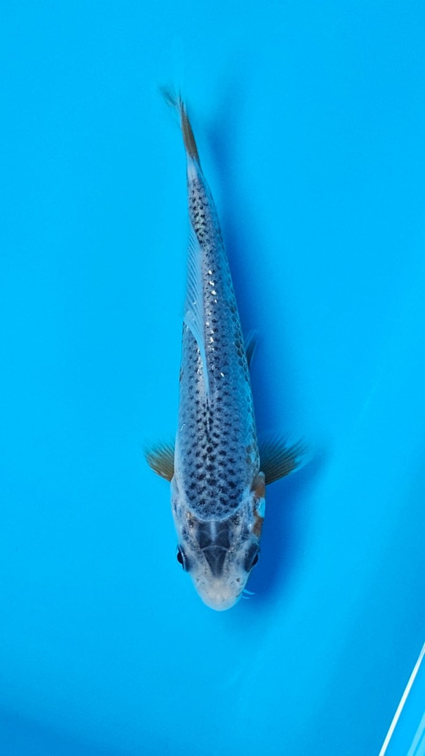 Juara 4