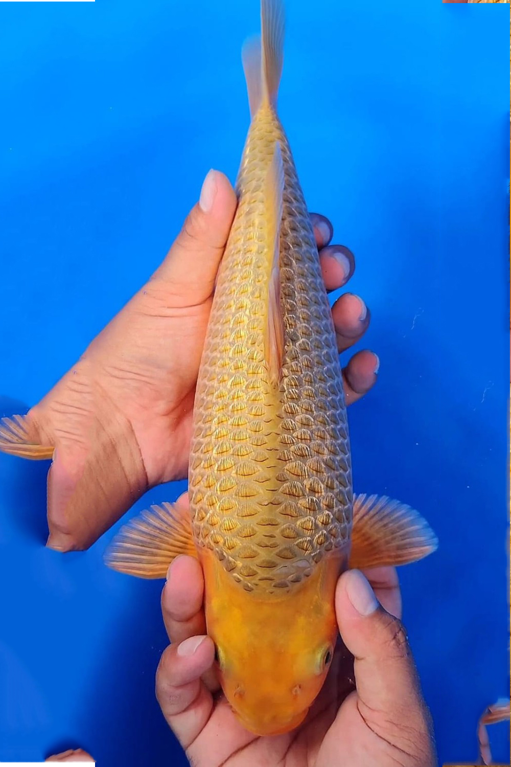 Juara 2