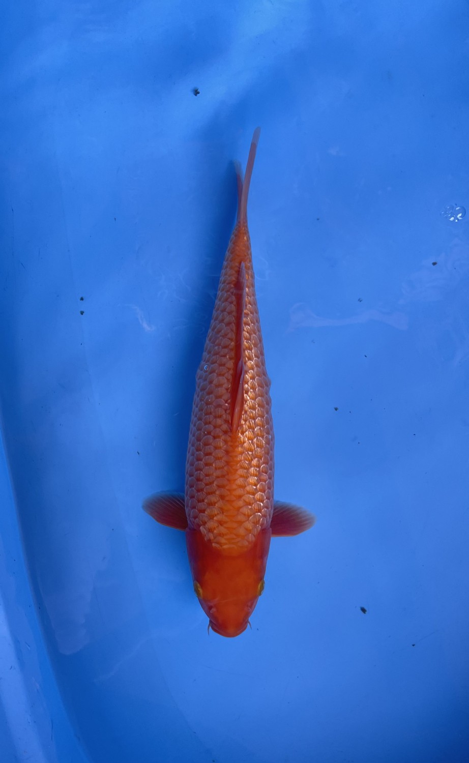 Juara 2