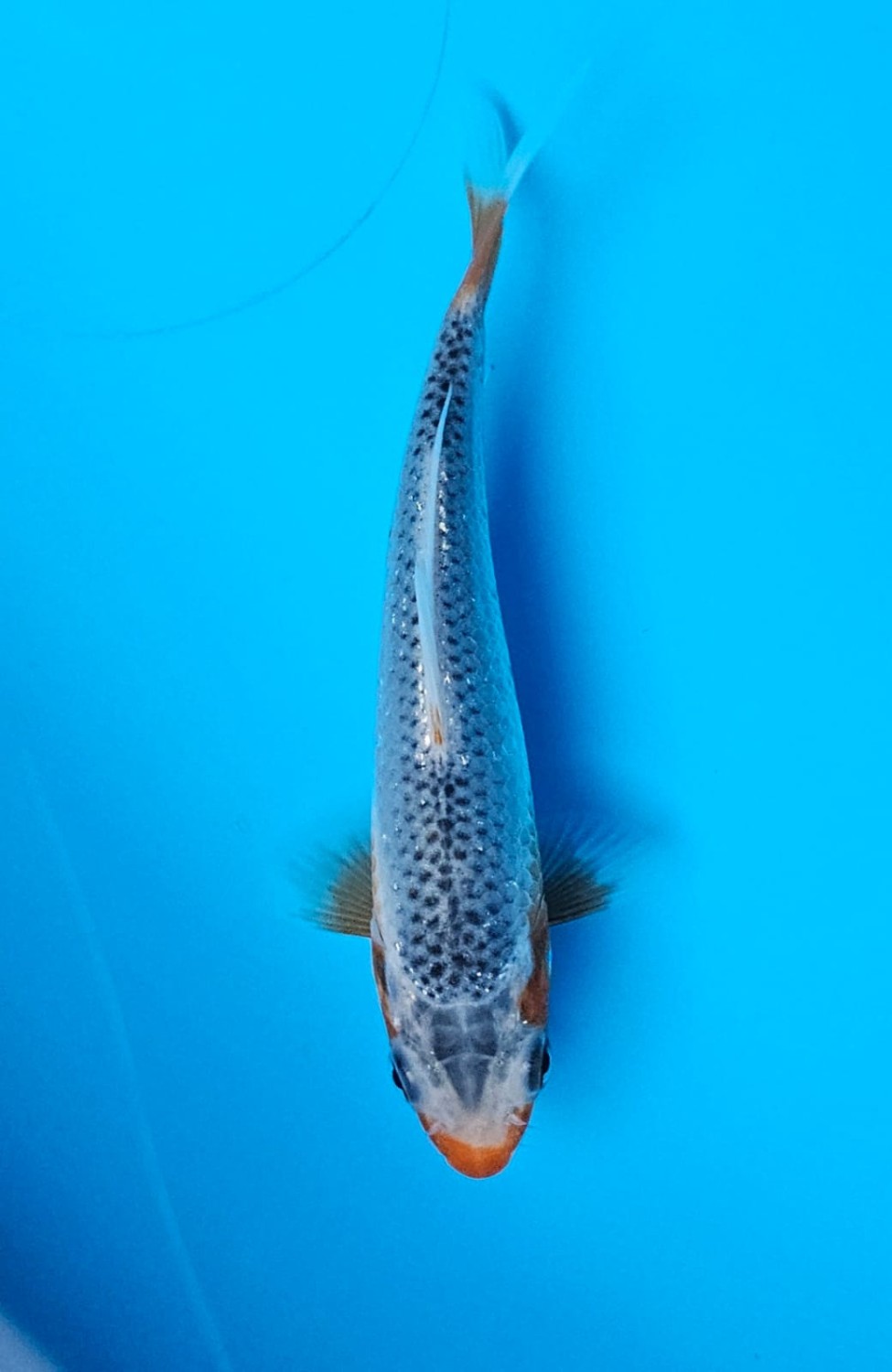 Juara 5