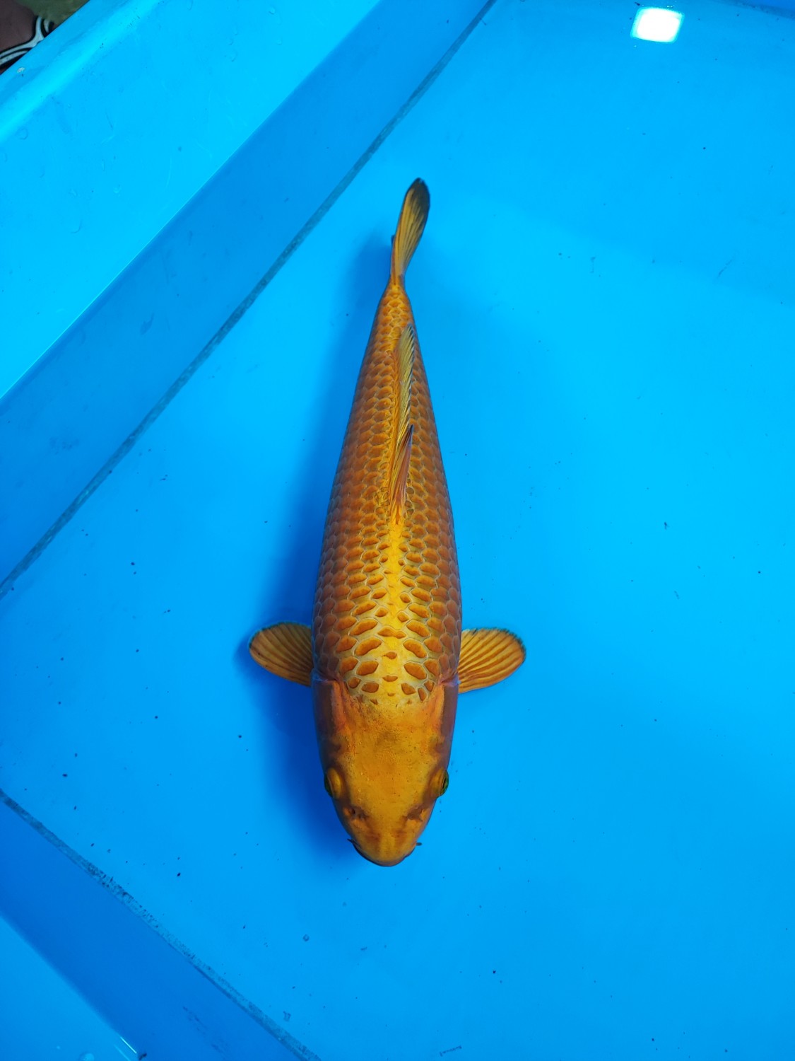 Juara 2