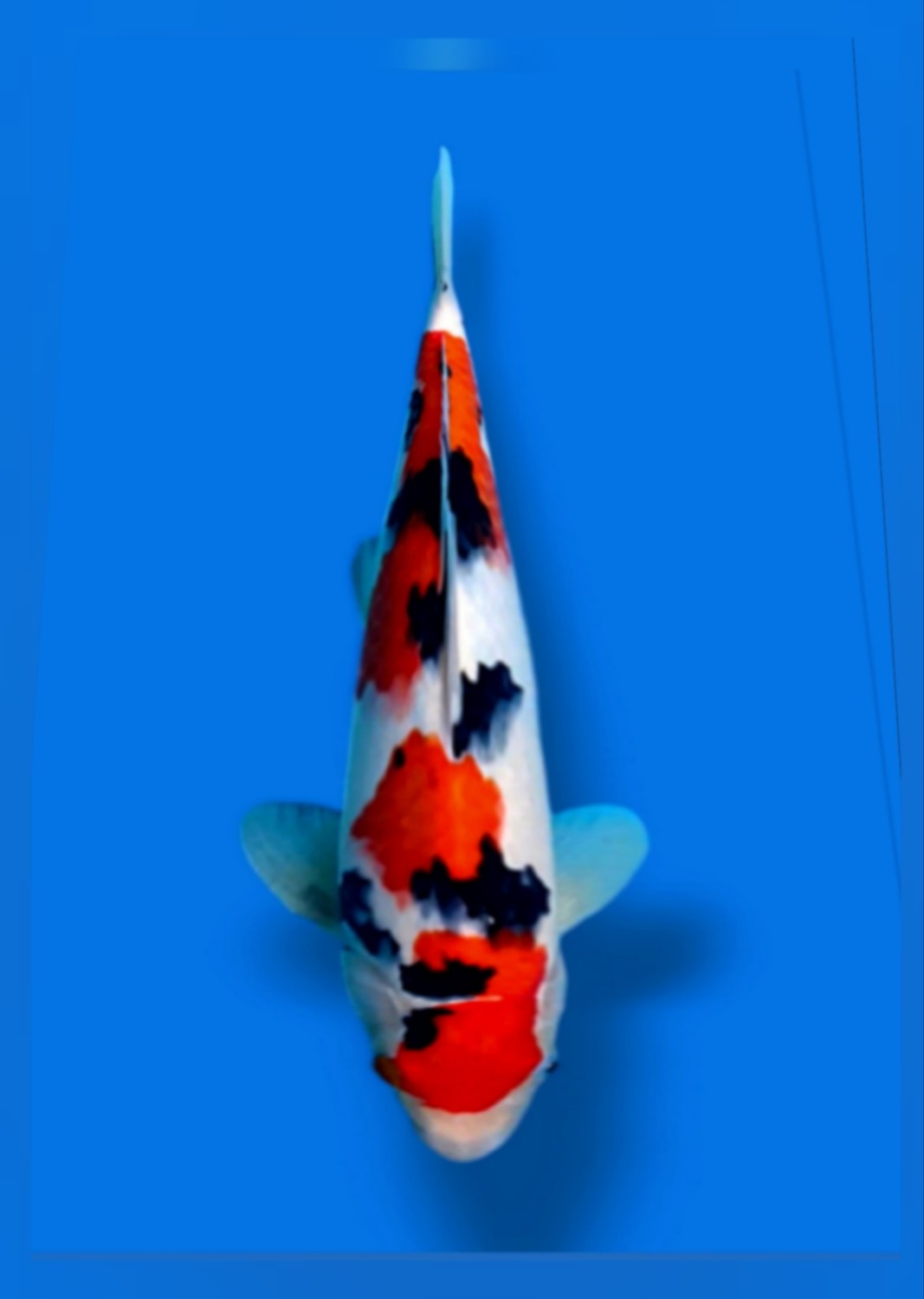 Juara 2