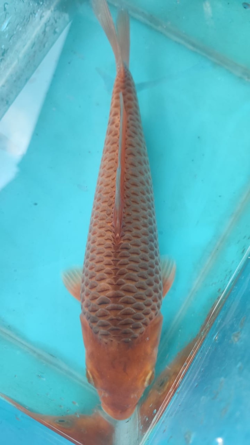 Juara 2
