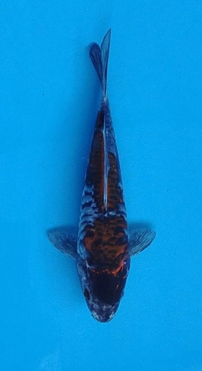 Juara 1