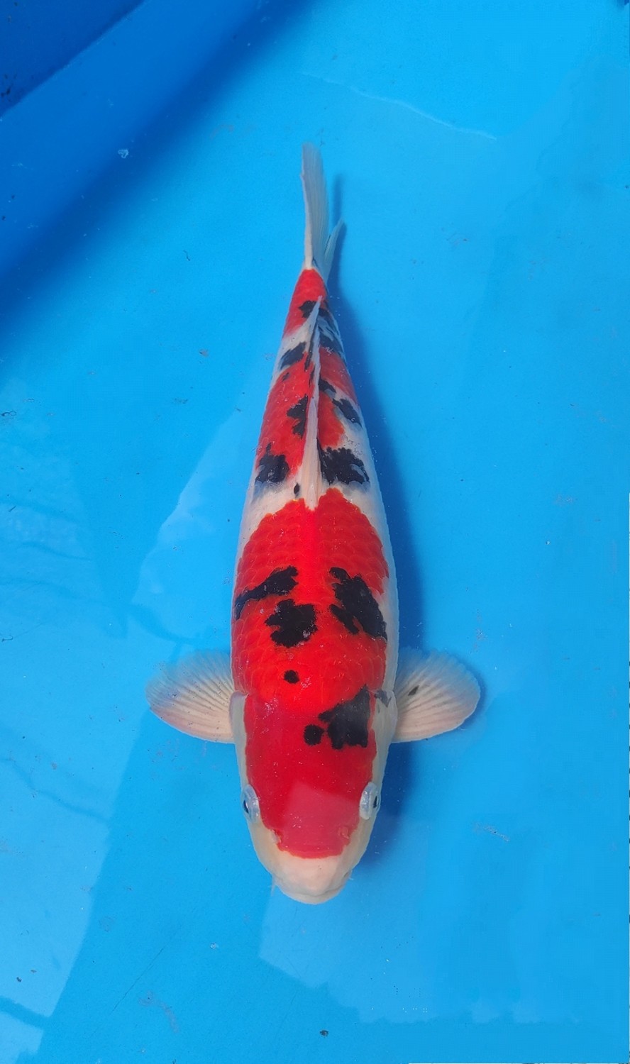 Juara 2