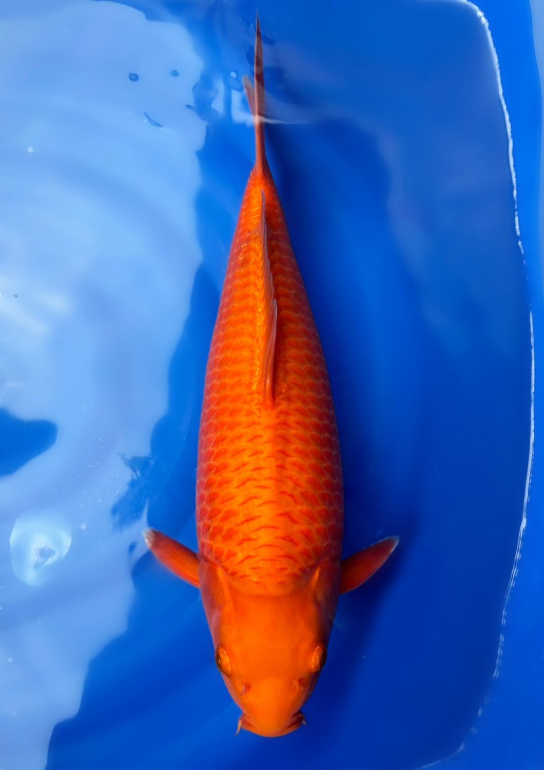 E. Kamboja Young Champion