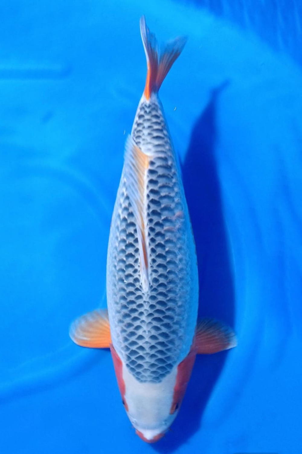 Juara 1
