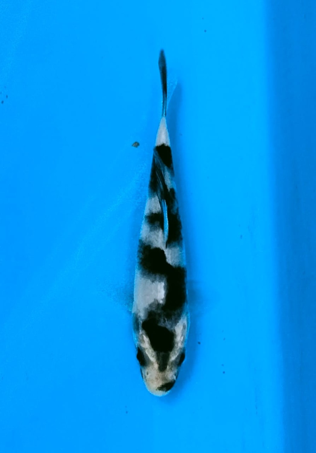 Juara 3