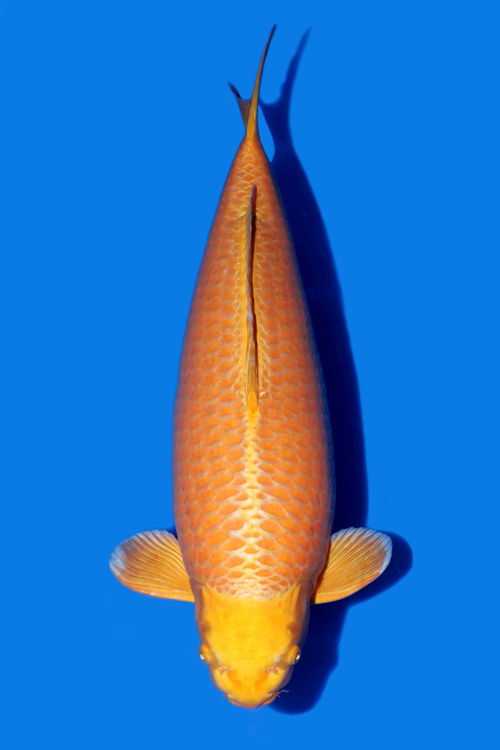 Juara 1