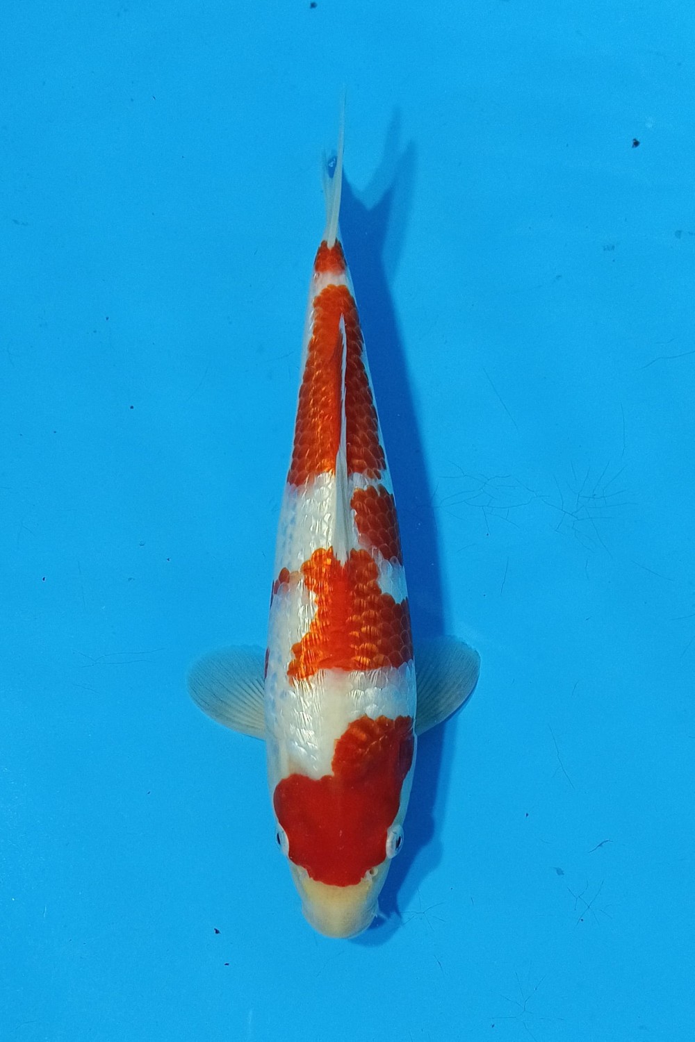 Juara 2