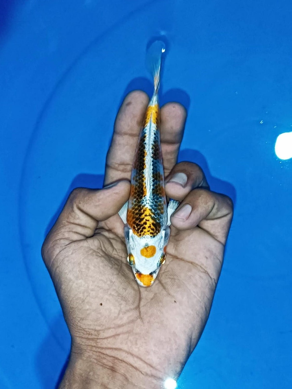 Juara 1
