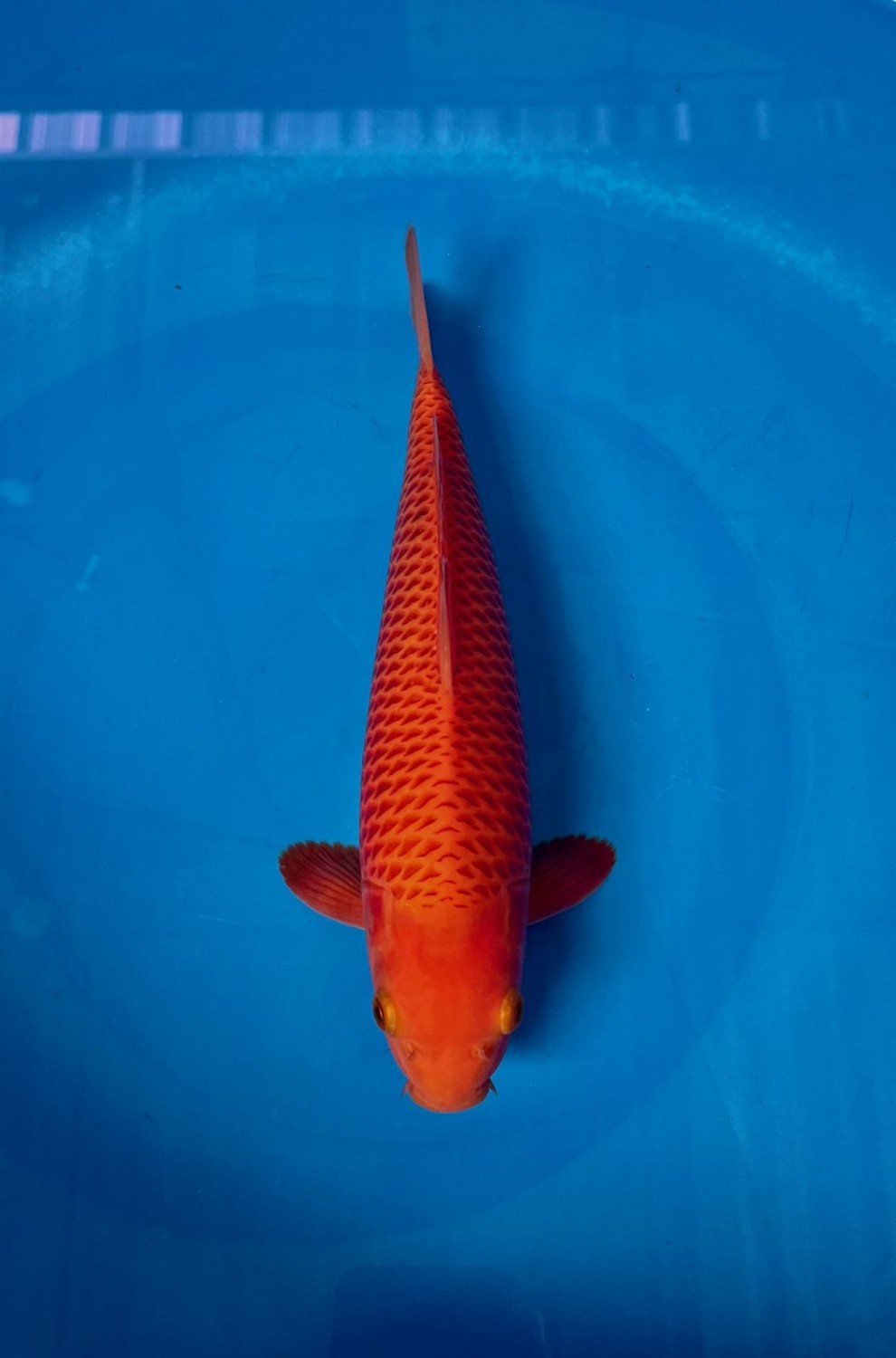 E. Kamboja Junior Champion