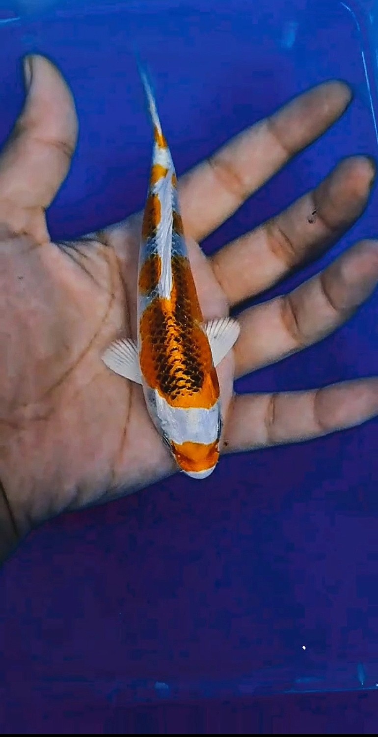 Juara 3