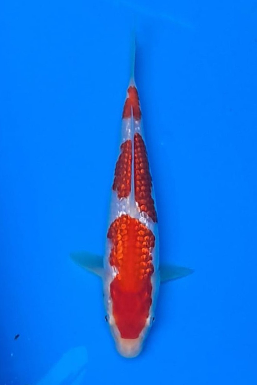 Juara 1