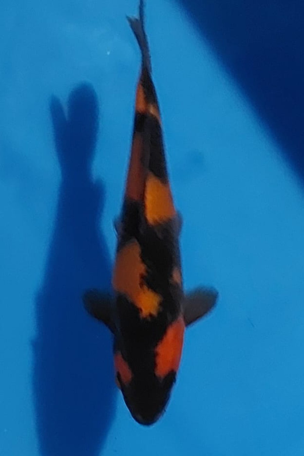 Juara 2