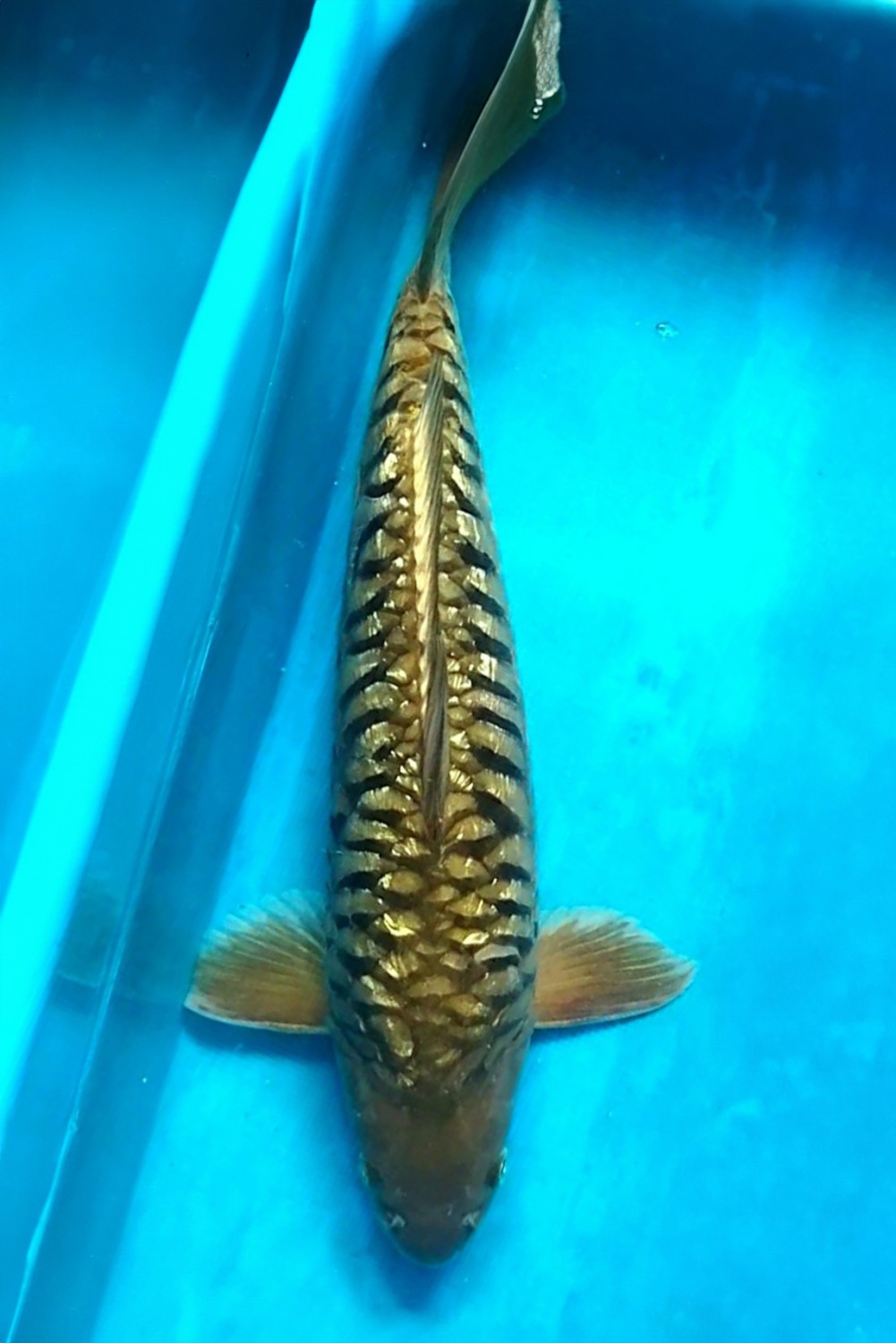 Juara 2