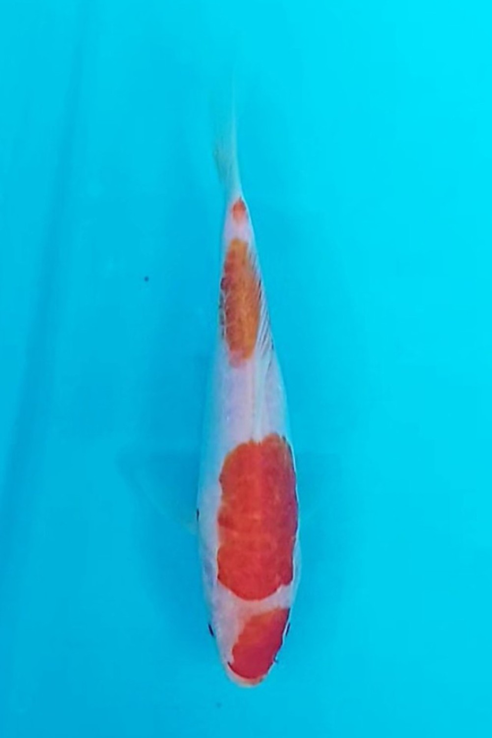Juara 1