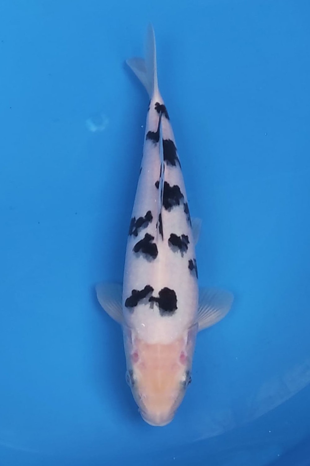D. Cempaka Prize, 26 - 30 cm