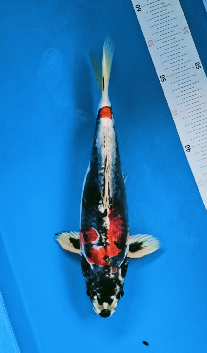 Juara 2
