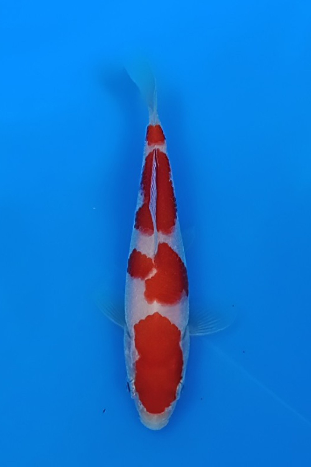 Juara 3