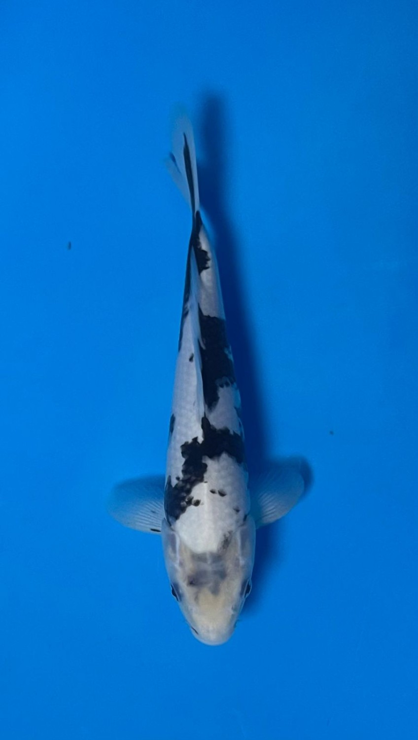 Juara 2
