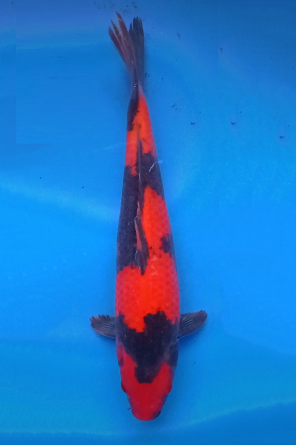 D. Cempaka Prize, 36 - 40 cm