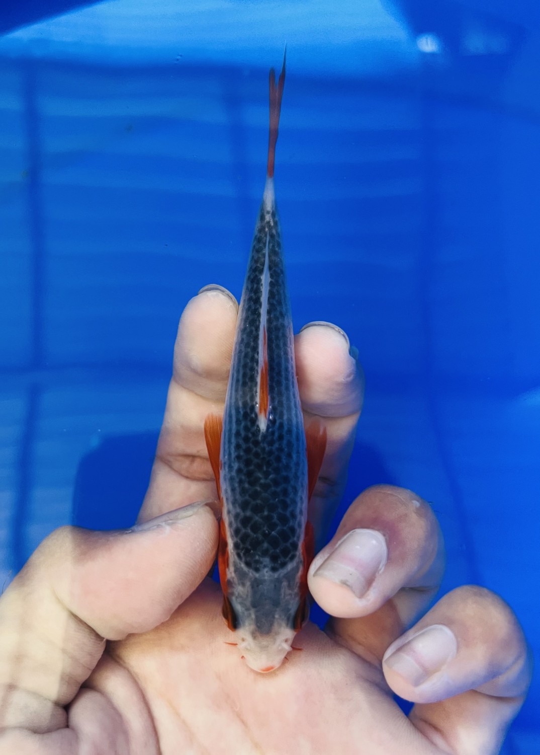 Juara 1